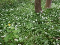 Blühender Farbtupfen im Bärlauchfeld